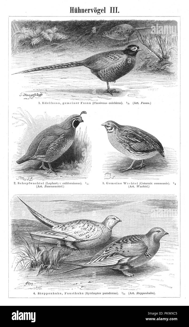 Grouse, Birds, Antique book illustrations, scanned. Fauna. Meyers Konversations-Lexikon, anno 1897, by Bibliographisches Institut. Images contain a set of birds, originally illustrated for encyclopedias of the late 1800s. Stock Photo