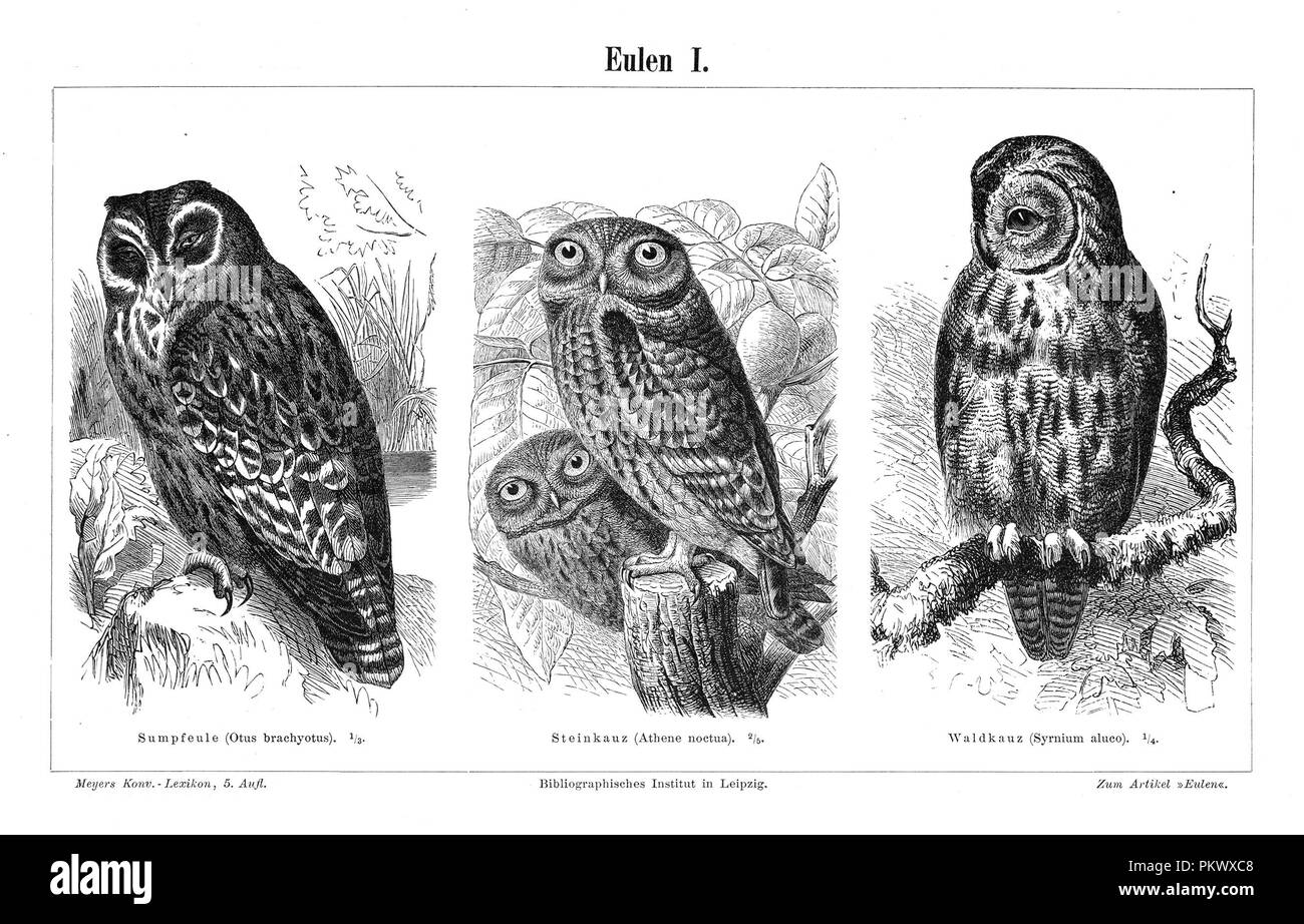 Owls, Antique book illustrations, scanned. Fauna. Meyers Konversations-Lexikon, anno 1897, by Bibliographisches Institut. Images contain a set of birds, originally illustrated for encyclopedias of the late 1800s. Stock Photo
