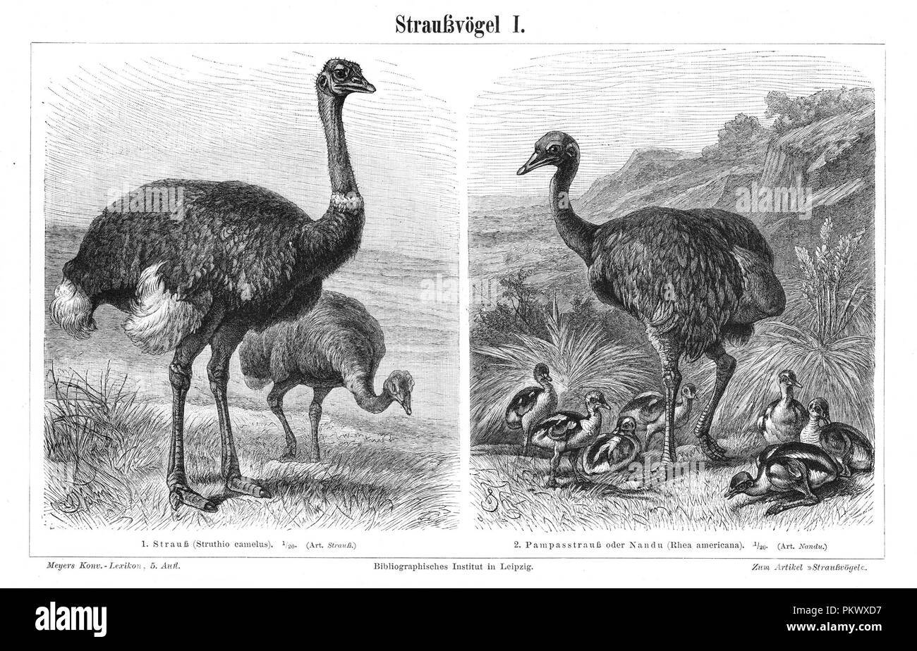 Ostrich, Struthio, Antique book illustrations, scanned. Images contain a set of birds, originally illustrated for encyclopedias of the late 1800s. Stock Photo