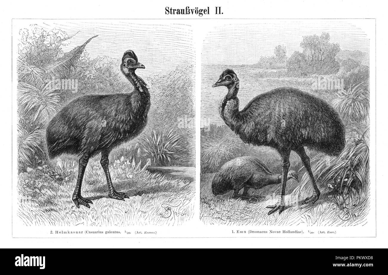 Ostrich, Struthio, Antique book illustrations, scanned. Images contain