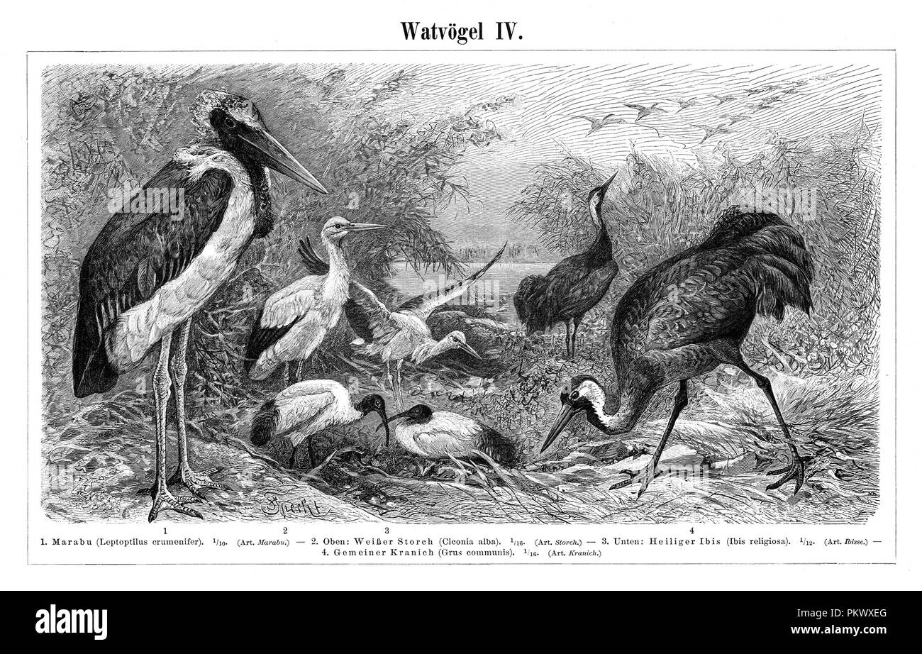 Wader Birds, Antique book illustrations, scanned. Fauna. Meyers Konversations-Lexikon, anno 1897, by Bibliographisches Institut. Images contain a set of birds, originally illustrated for encyclopedias of the late 1800s. Stock Photo