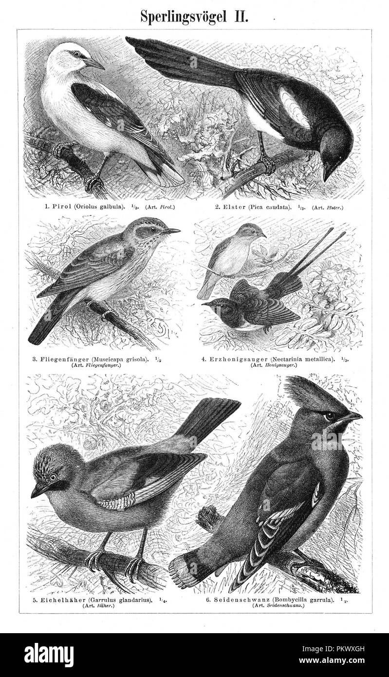 Passerine Birds, Antique book illustrations, scanned. Fauna. Meyers Konversations-Lexikon, anno 1897, by Bibliographisches Institut. Images contain a set of birds, originally illustrated for encyclopedias of the late 1800s. Stock Photo