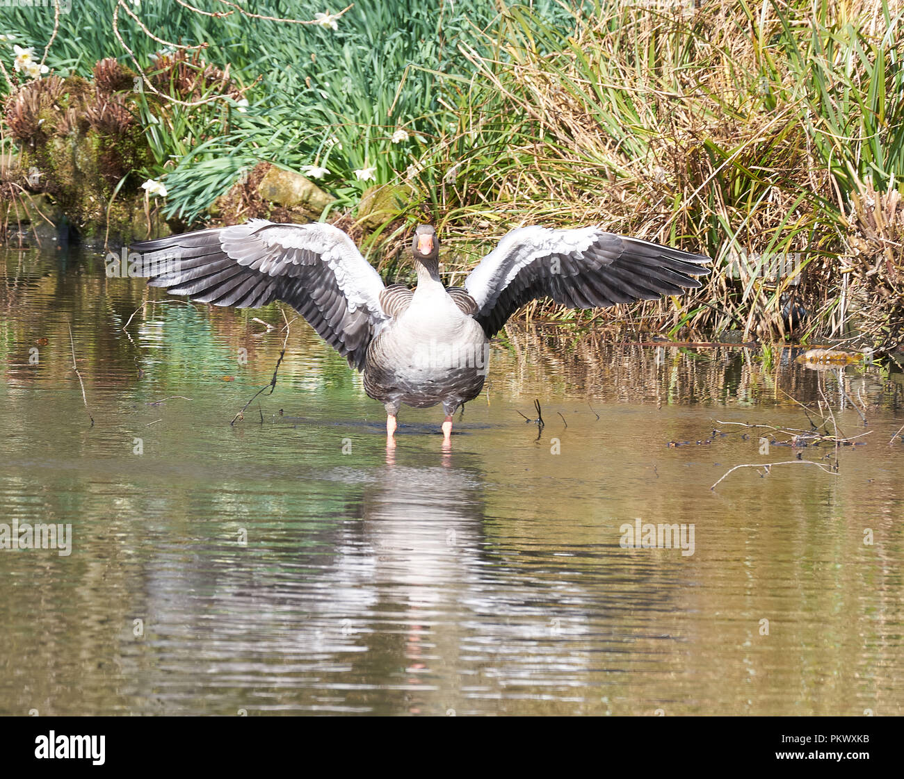 Greylag Goose Outspread Wings Stock Photo