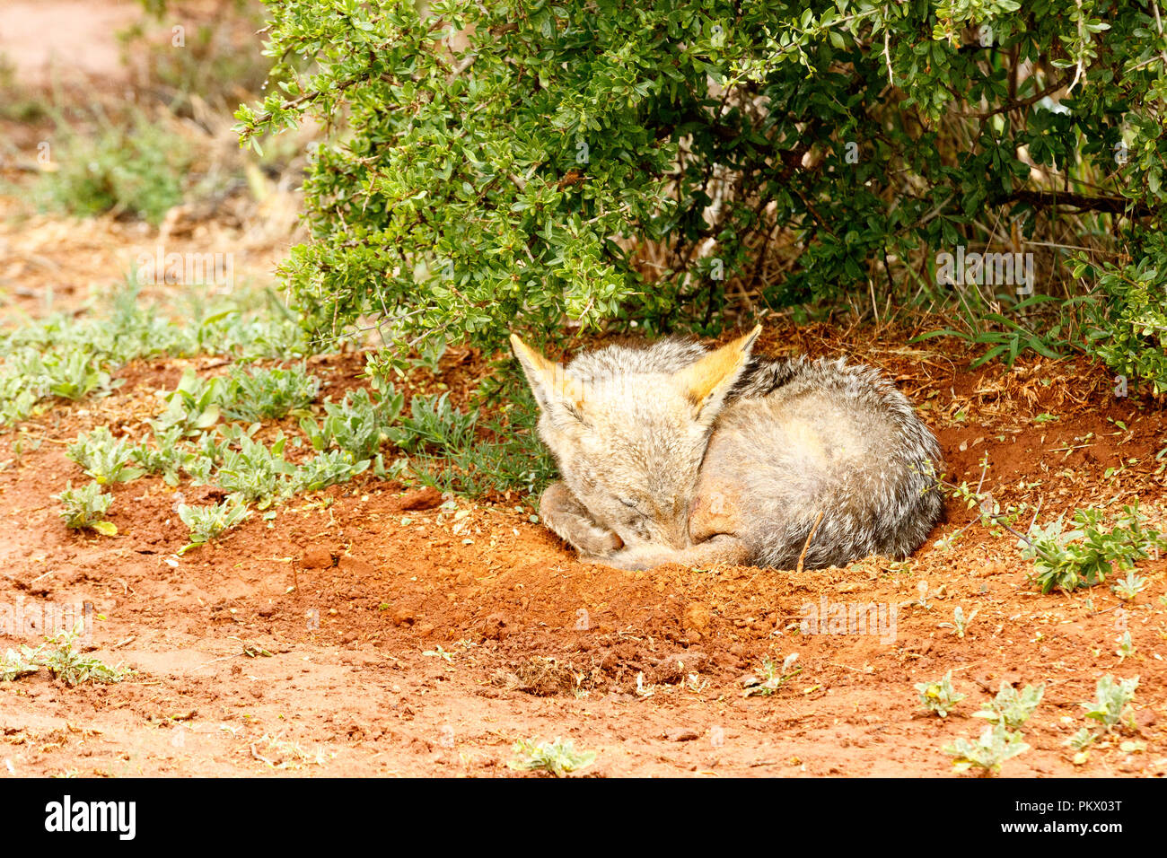 Black-backed Jackal  sleeping on the ground under the tree. Stock Photo