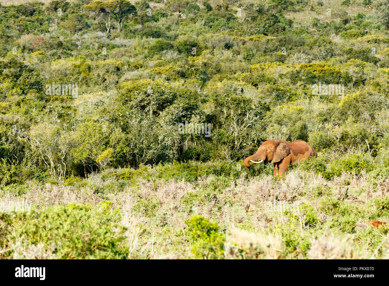 Elephant standing and eating between all the bushes in the field. Stock Photo