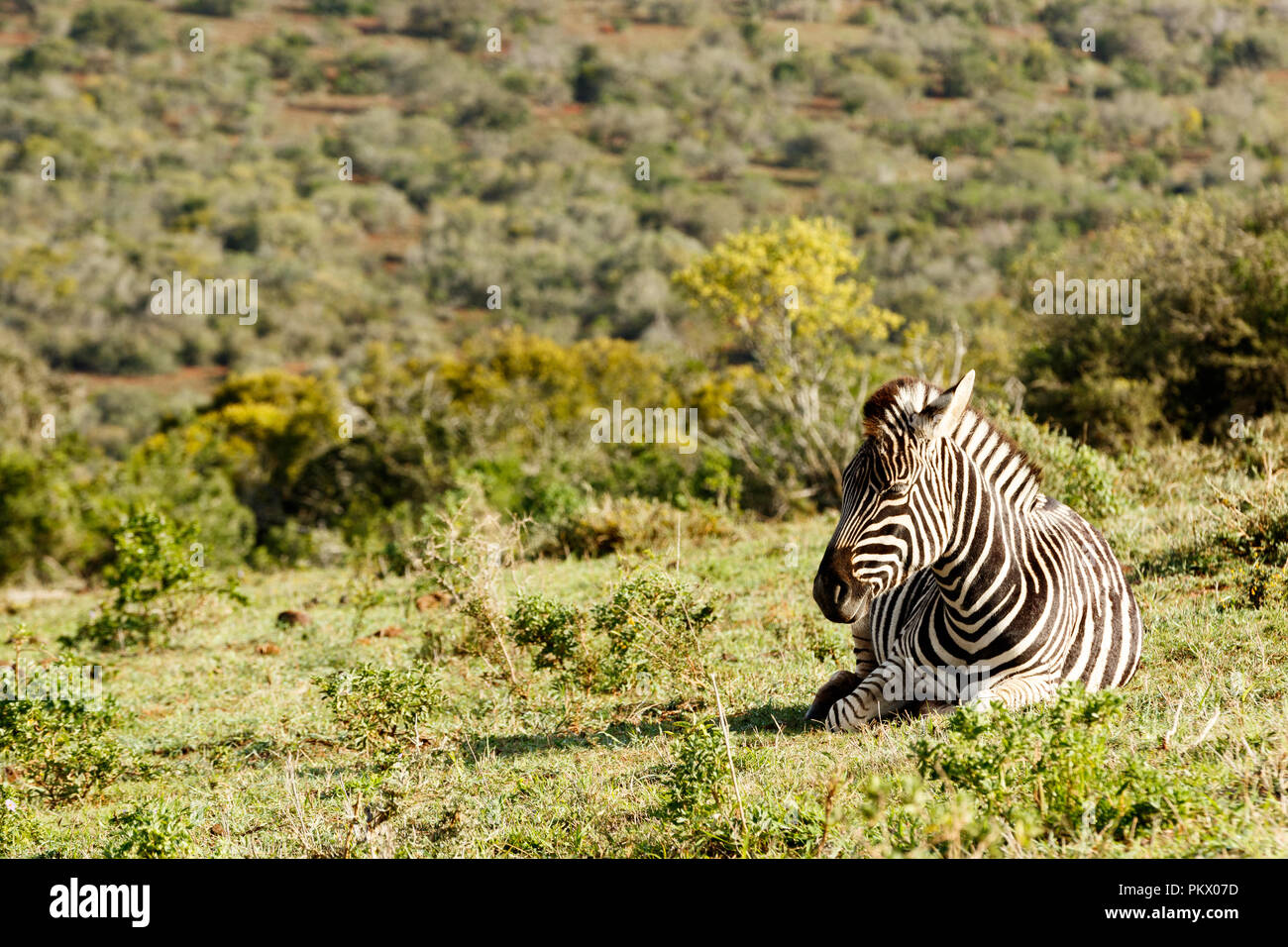 Zebra lying in the field and catching some sun. Stock Photo
