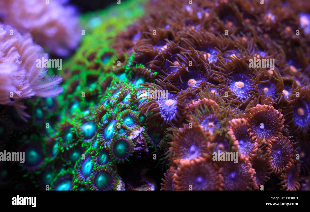 green button polyp stock