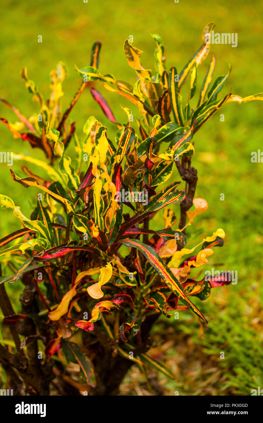 Croton plant that grows in Kenya, Africa Stock Photo