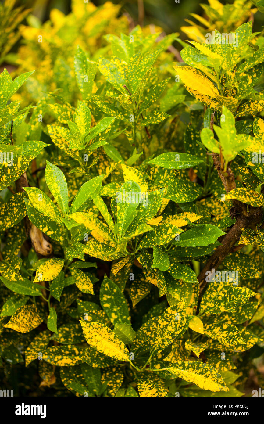 Croton plant that grows in Kenya, Africa Stock Photo