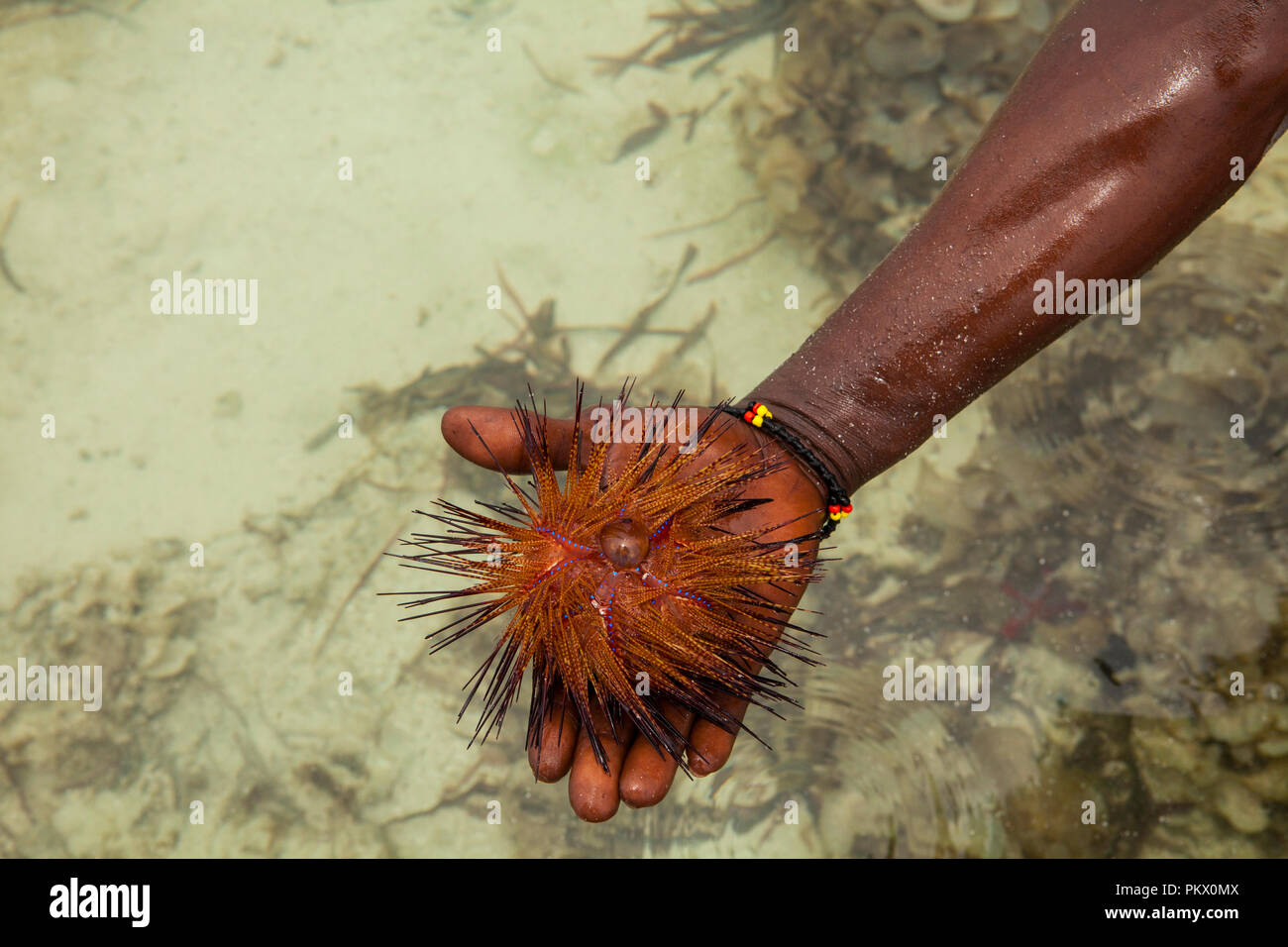 Red sea urchin (Astropyga radiata), common names of these urchins include "radial urchins" and "fire urchins." Galu beach, Kenya Stock Photo