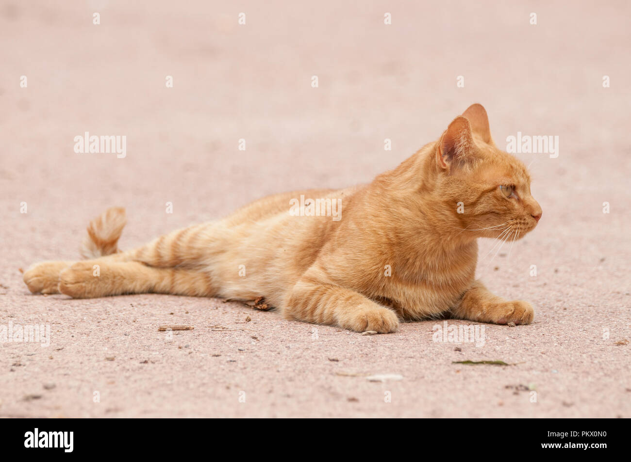 street tabby cat, orange street cat, short hair, notch in the ear to indicate that they are castrated Stock Photo
