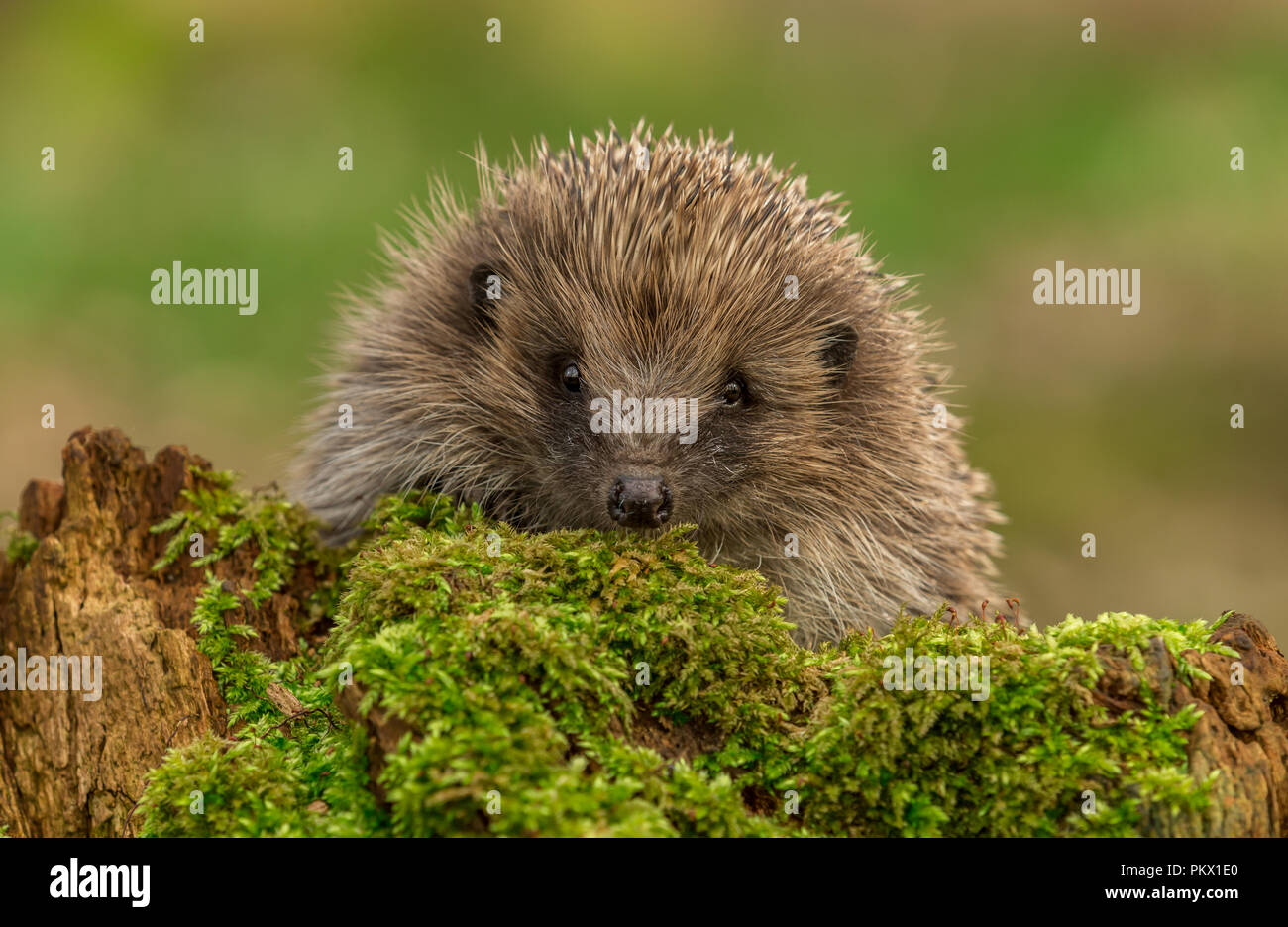 Hedgehog, native, European hedgehog peeping over a green moss log in
