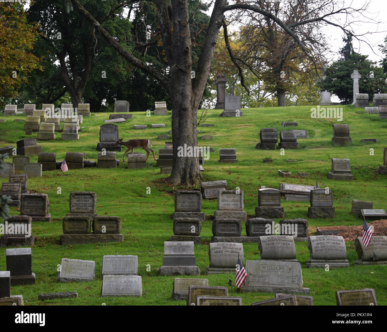 Graveyard with old headstones, deer American flag and trees Stock Photo