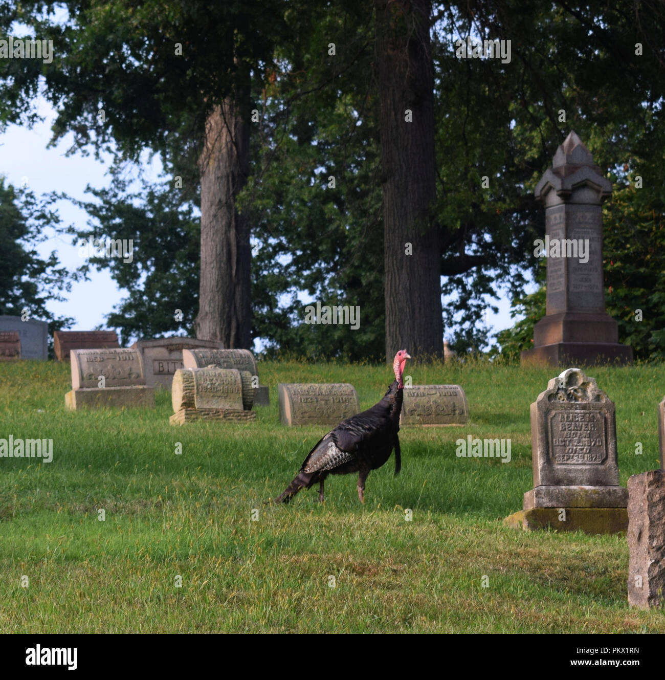 Alert wild turkey with red beard standing in graveyard Stock Photo - Alamy