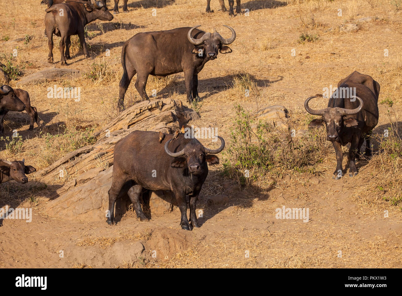 Wild African buffalo Stock Photo