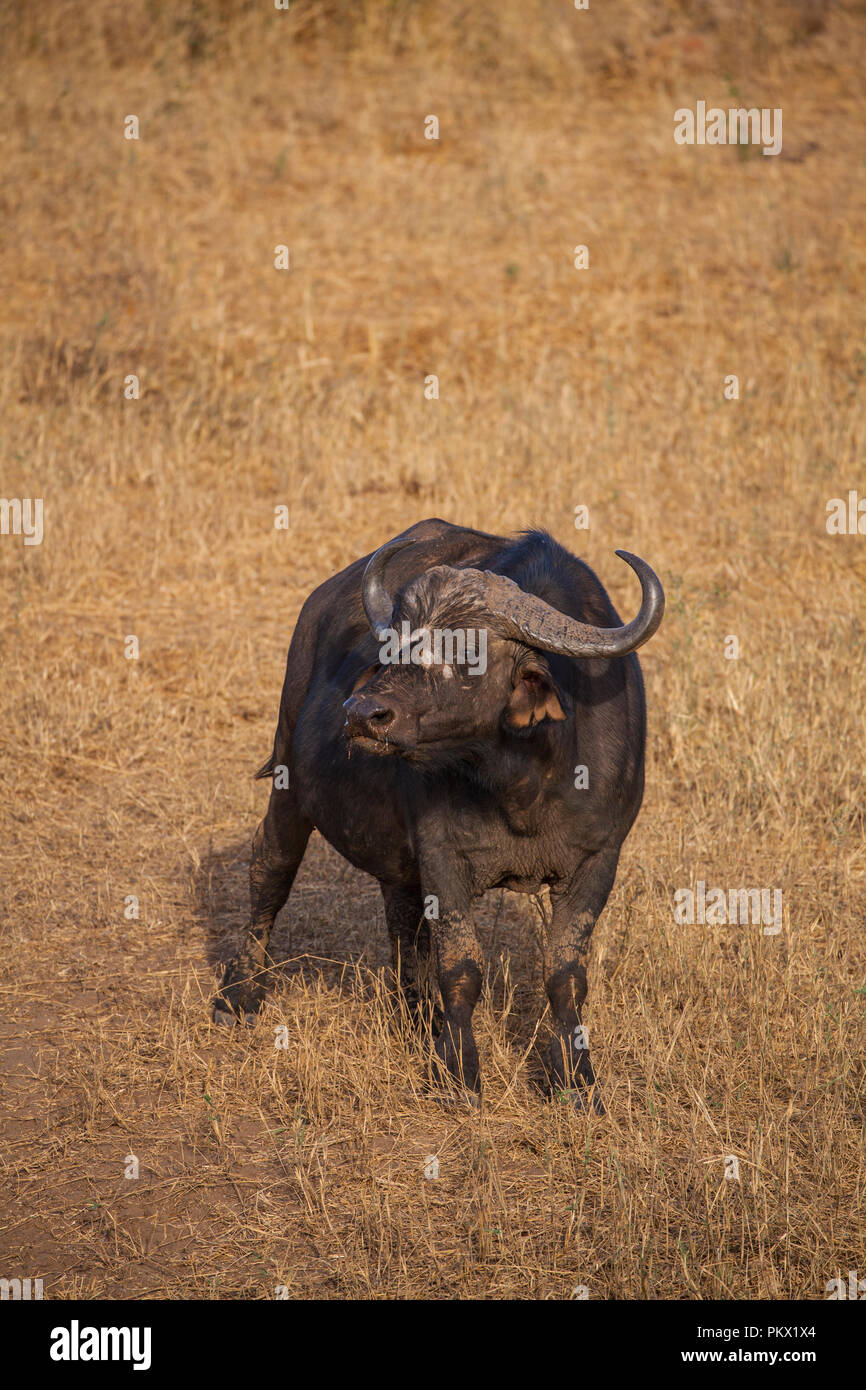 Wild African buffalo Stock Photo