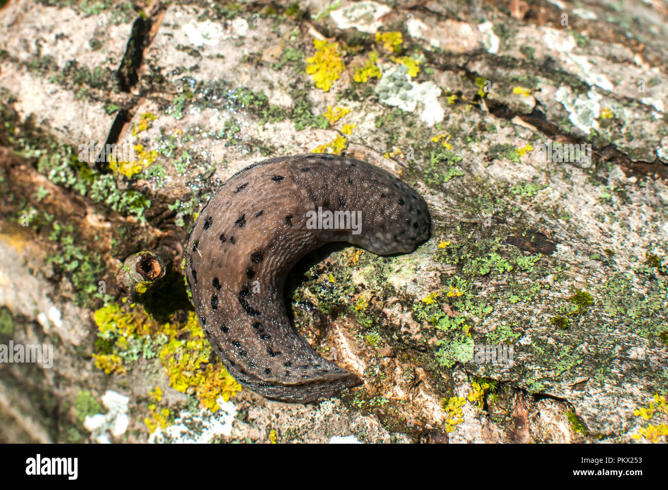 Slug on tree bark hi-res stock photography and images - Alamy