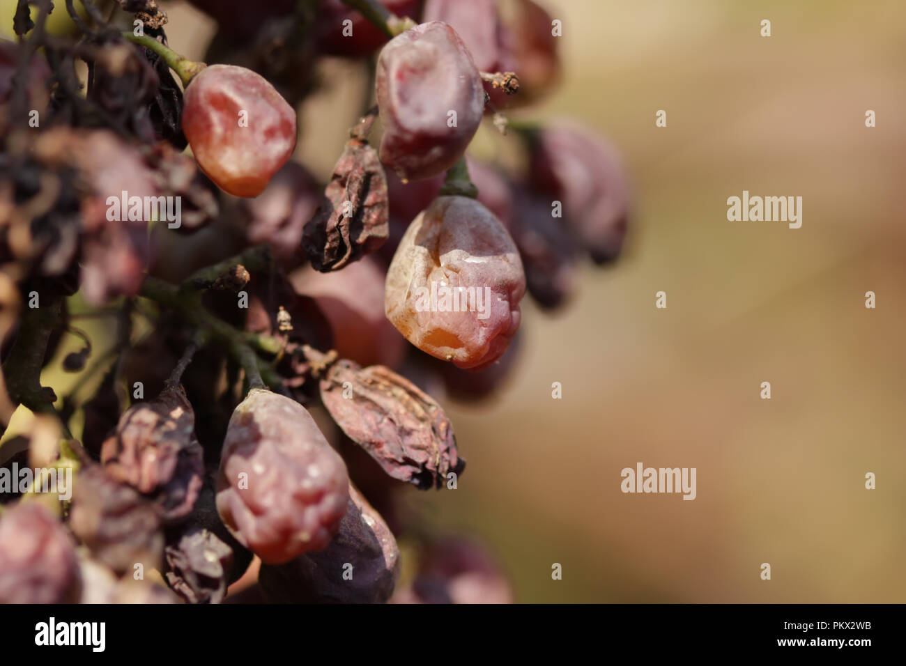 Dehydrated grapes in a vineyard Stock Photo Alamy