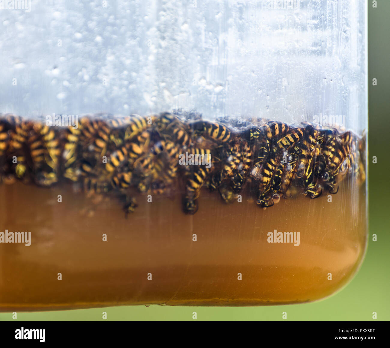 Dead wasps floating in a sweet liquid in a wasp trap. Stock Photo