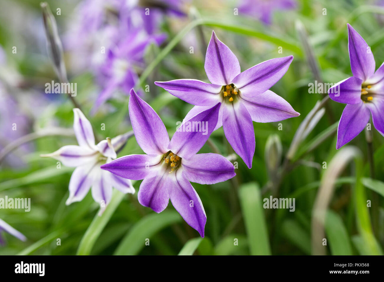 Ipheion uniflorum 'Froyle Mill' flowers. Stock Photo