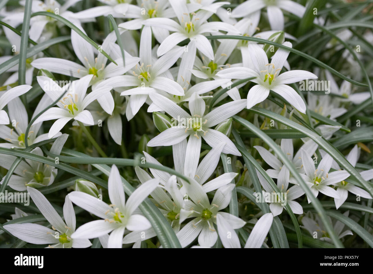 Ornithogalum sigmoideum flowers. Stock Photo