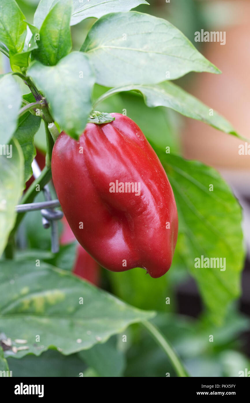 Sweet Bell Pepper fruit Stock Photo Alamy