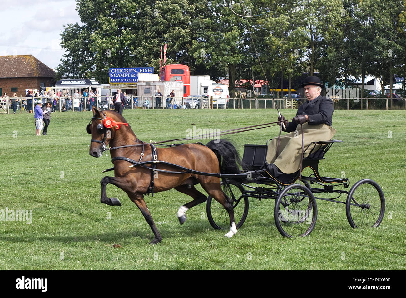 Hackney Pony Stock Photo Alamy