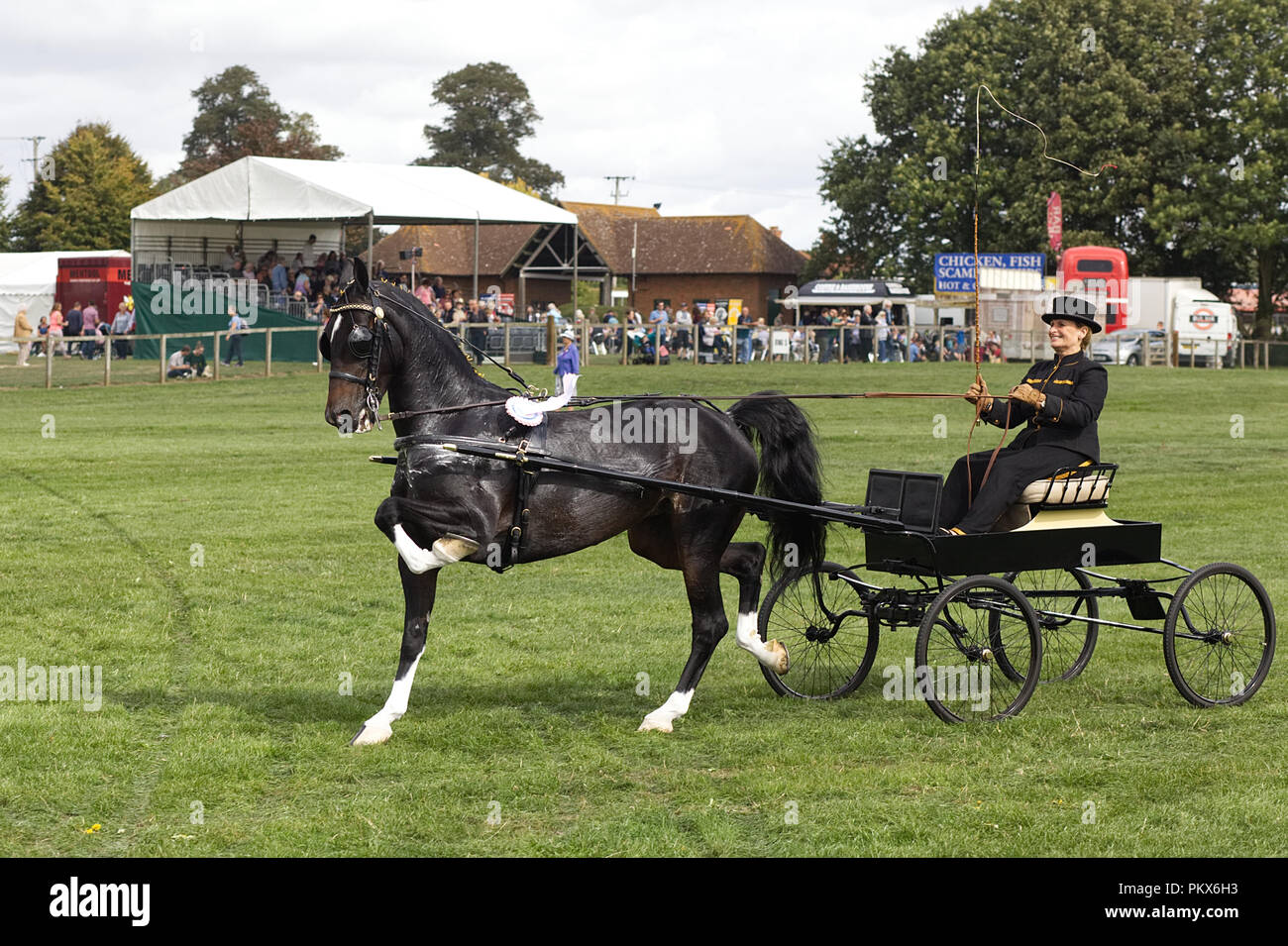 Hackney Pony Pulling A Carriage High Trotting Stock Photo Alamy