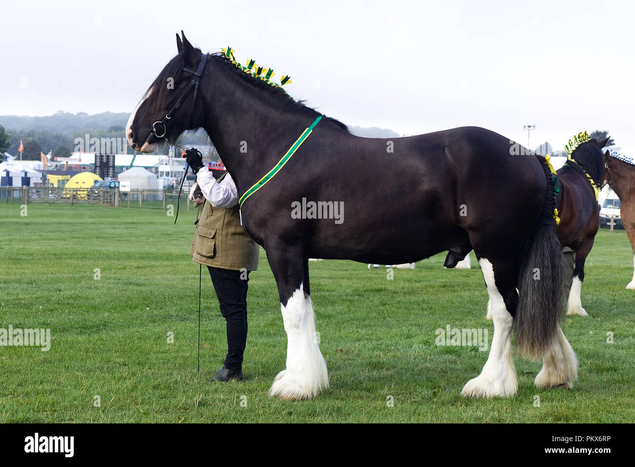 Shire horse in hand in the show ring Stock Photo