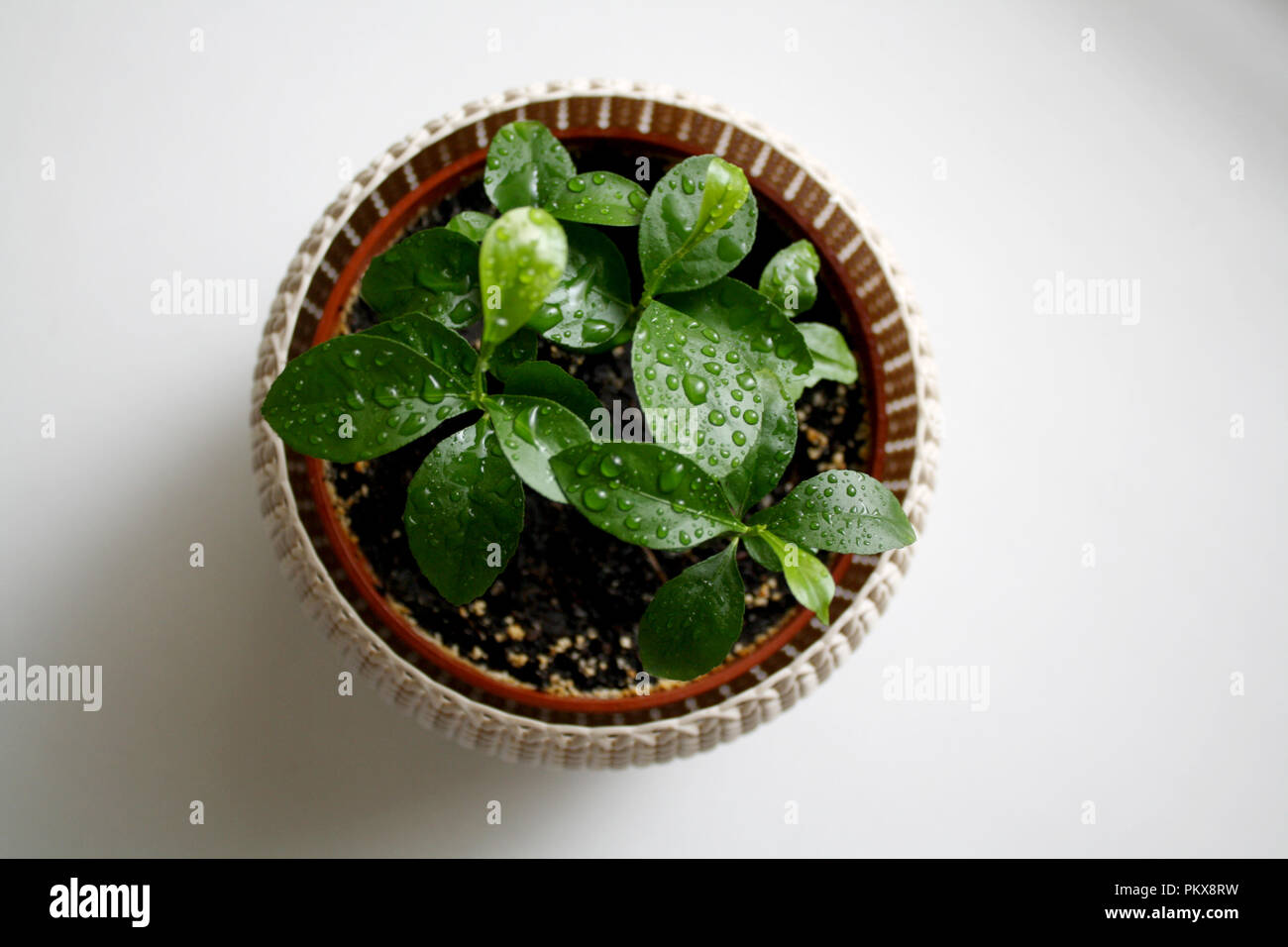 Lemon tree sprouts with dew drops from above Stock Photo Alamy