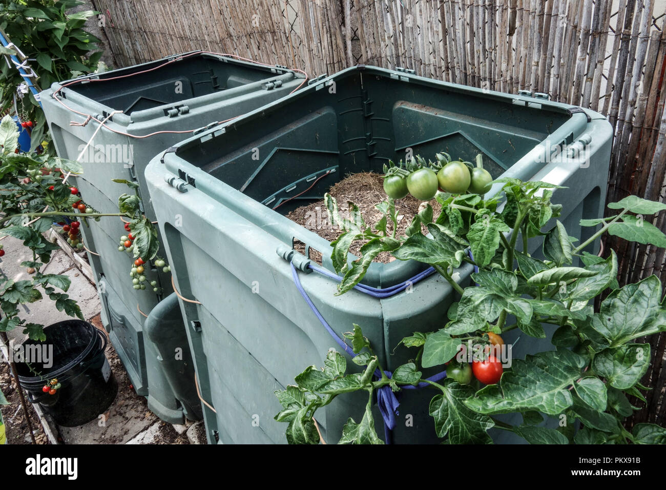Two plastic composters, garden compost bin growing plant potato Solanum