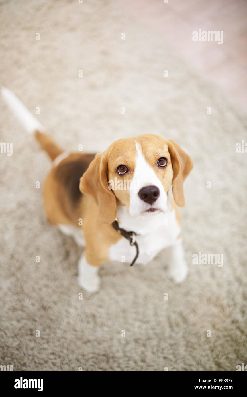 dog sitting camera