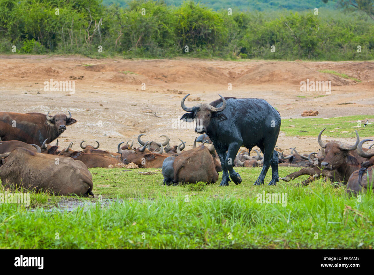 Buffaloes, Buffalo covered in wet mud, Kazinga Channel, Uganda, East Africa Stock Photo
