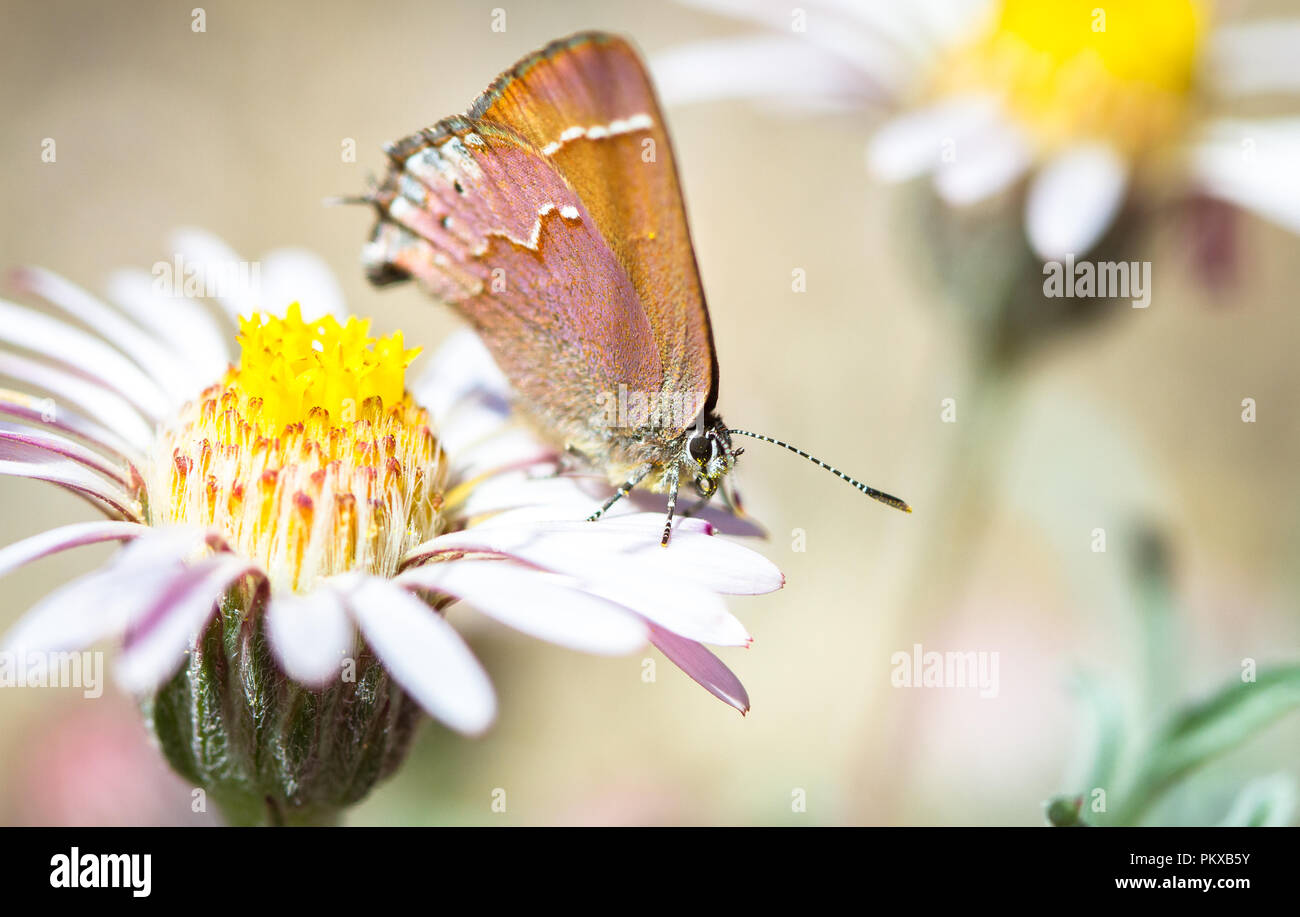 Pest of cedar hi-res stock photography and images - Alamy