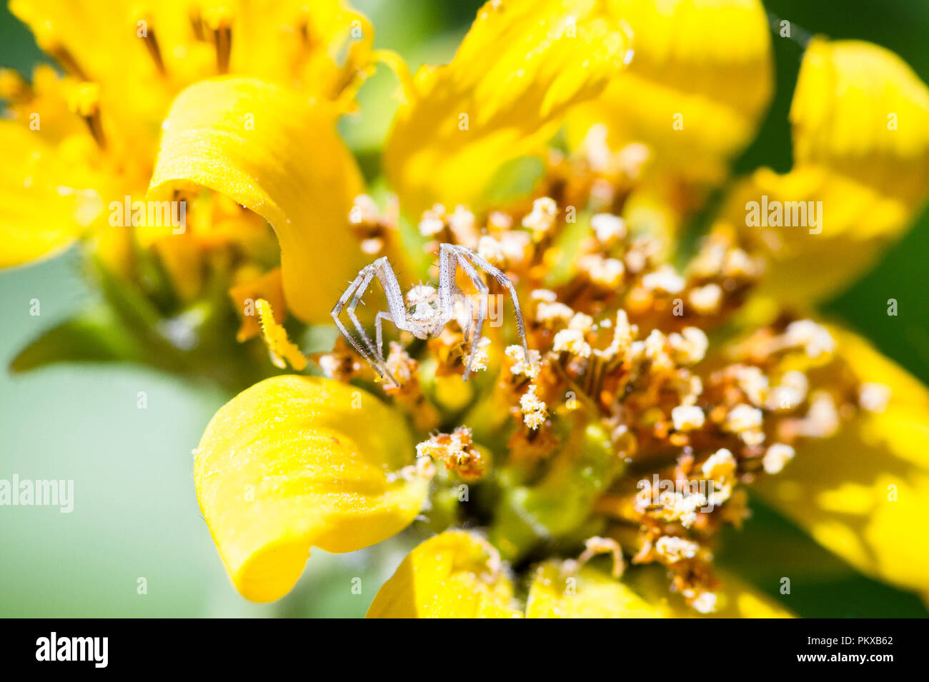 A goldenrod crab spider (Misumena vatia) hides among a yellow flower in Smith Rock State Park, Oregon. Stock Photo