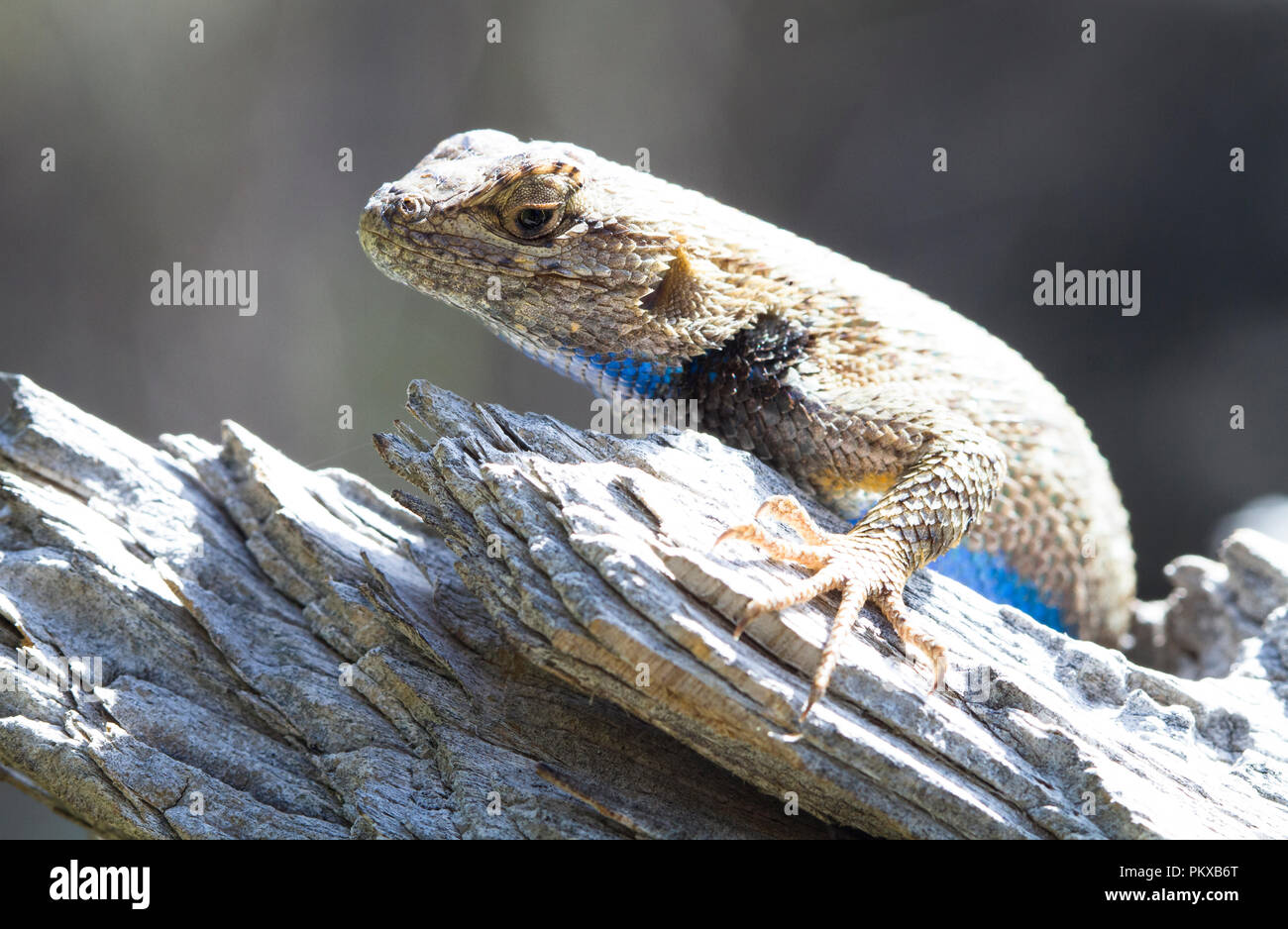 A western fence lizard (Sceloporus occidentalis) basks in the sun on a piece of wood in Smith Rock State Park, Oregon. Stock Photo