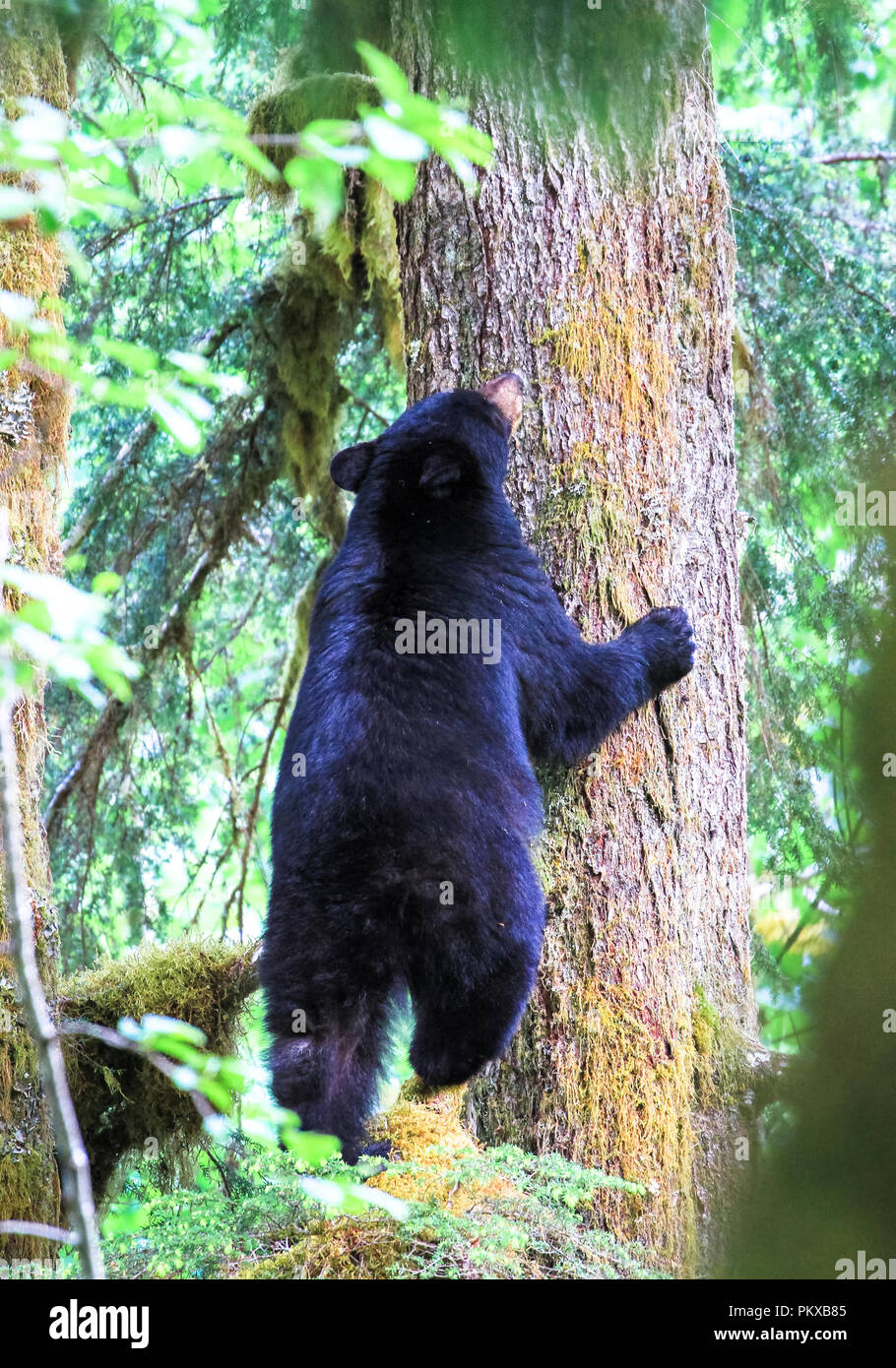 A black bear (Ursis americanus) climbs a tree in the Olympic National Park, Washington. Stock Photo