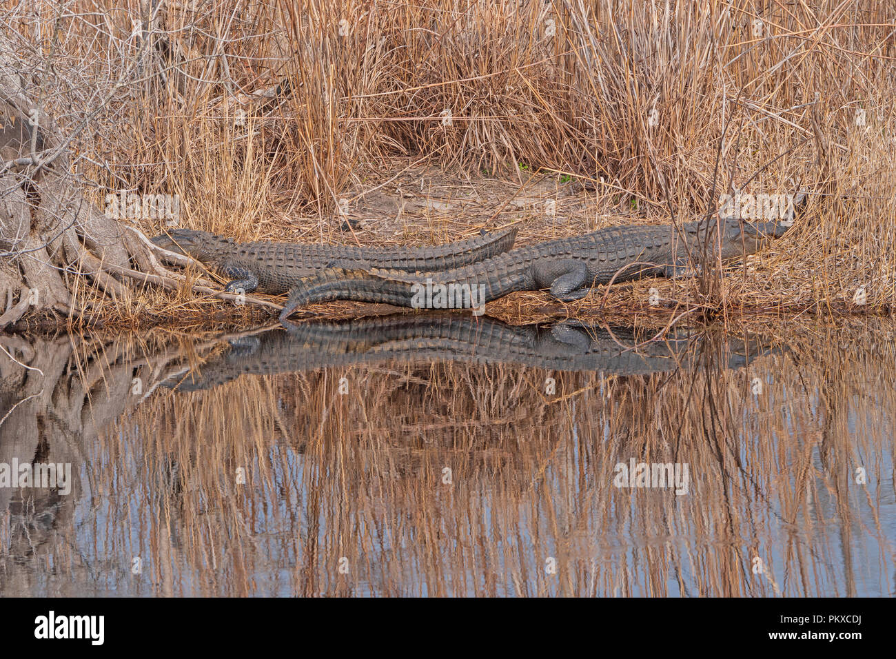 Alligators Basking along a Slow Moving Suwannee River in Stephen C. Foster State Park in the Okefenokee Swamp in Georgia Stock Photo