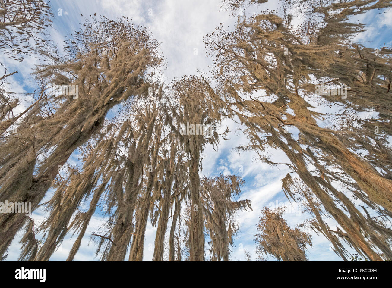 Looking up in the Spanish Moss of a Cypress Forest in Okefenokee Swamp in Georgia Stock Photo