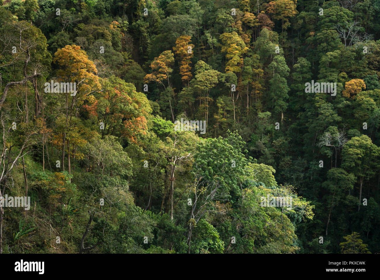 Autumn in the tropical forest Stock Photo - Alamy