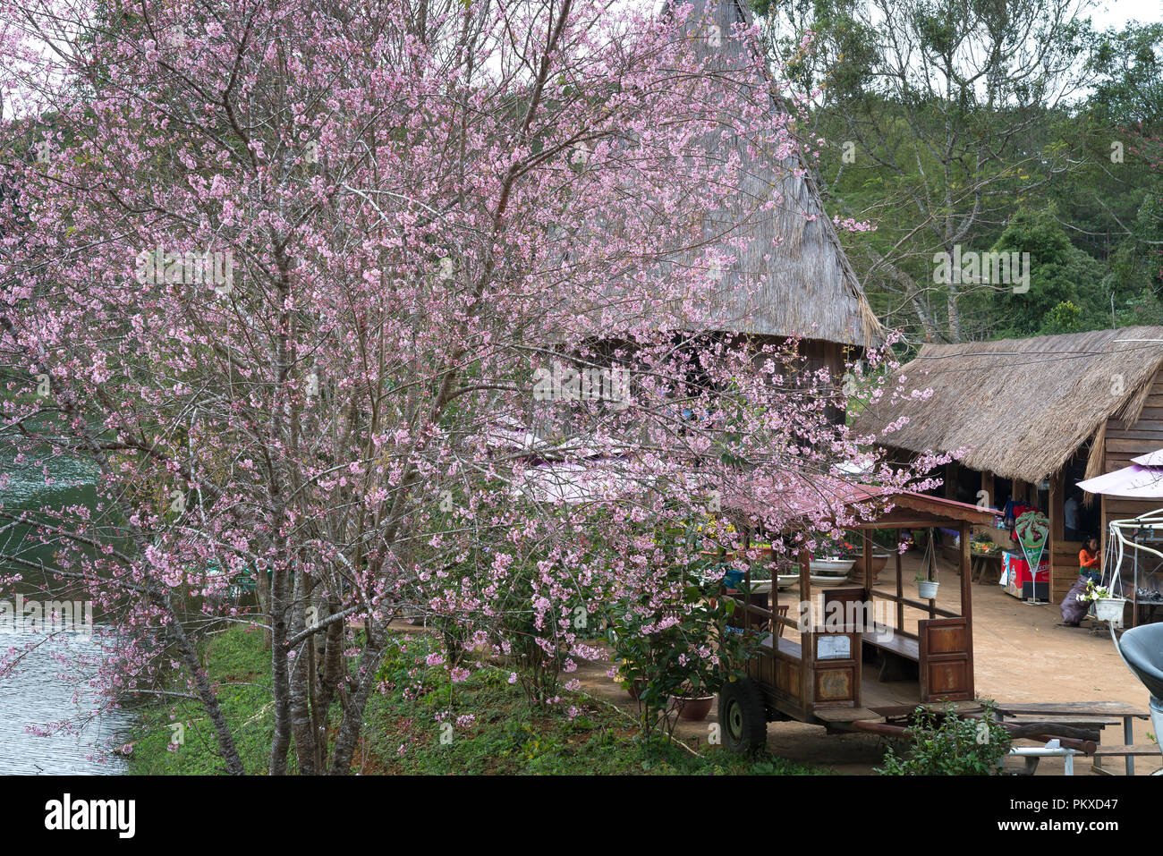 Cherry blossom blooms in the Central Highlands of Vietnam Stock Photo