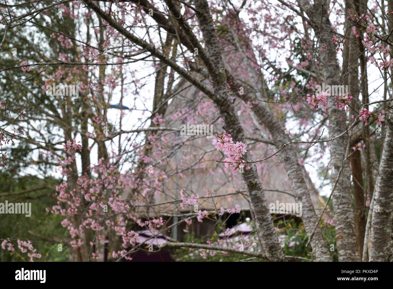 Vietnam cherry blossom hires stock photography and images Alamy