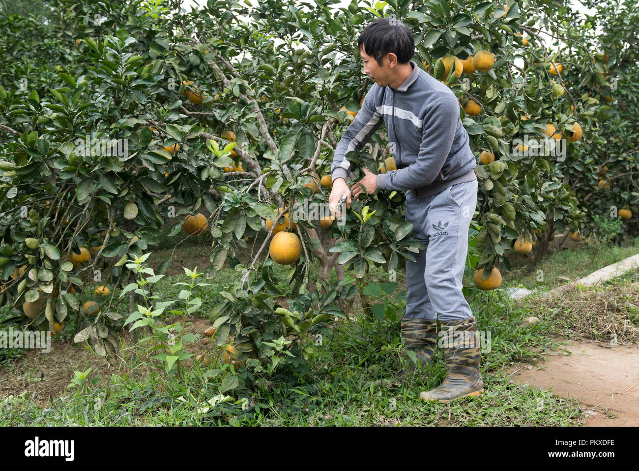 A farmer is taking care of grapefruit tree in his orchard in Nghe An