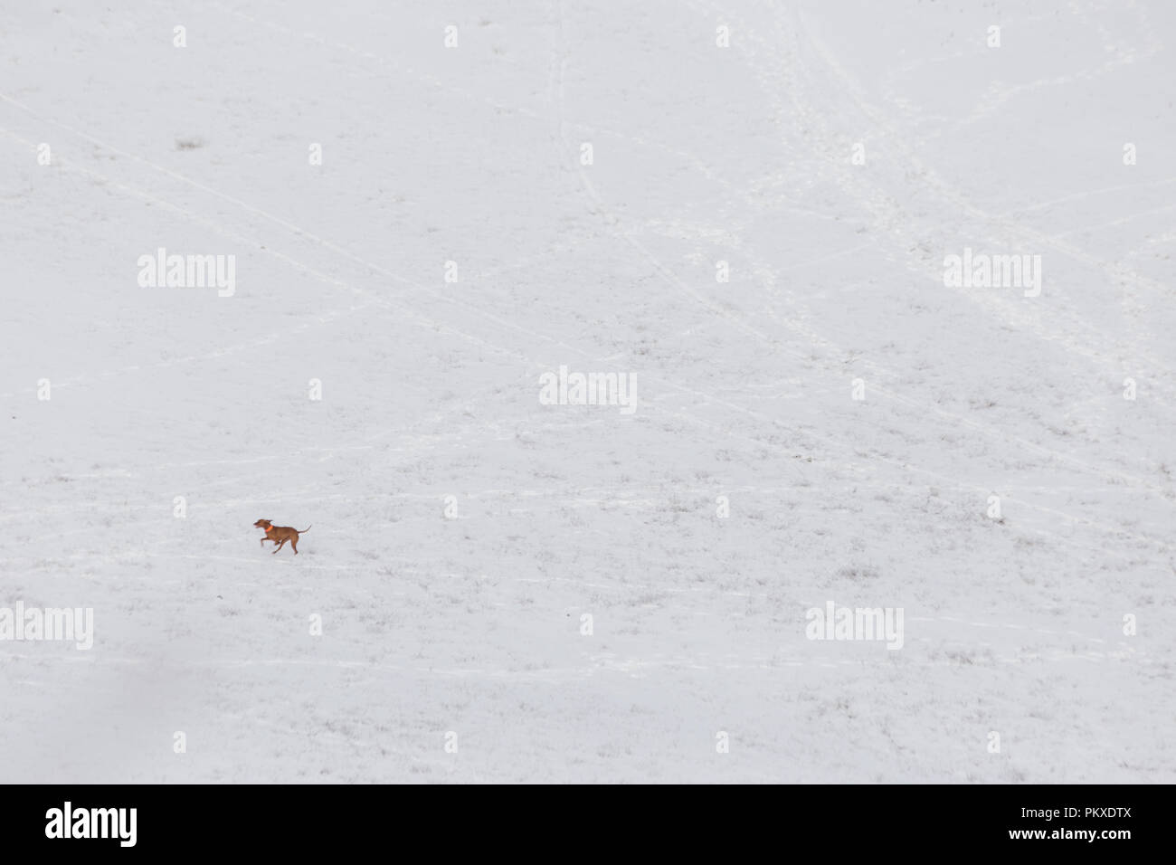 A dog running over a mountain field covered by snow Stock Photo