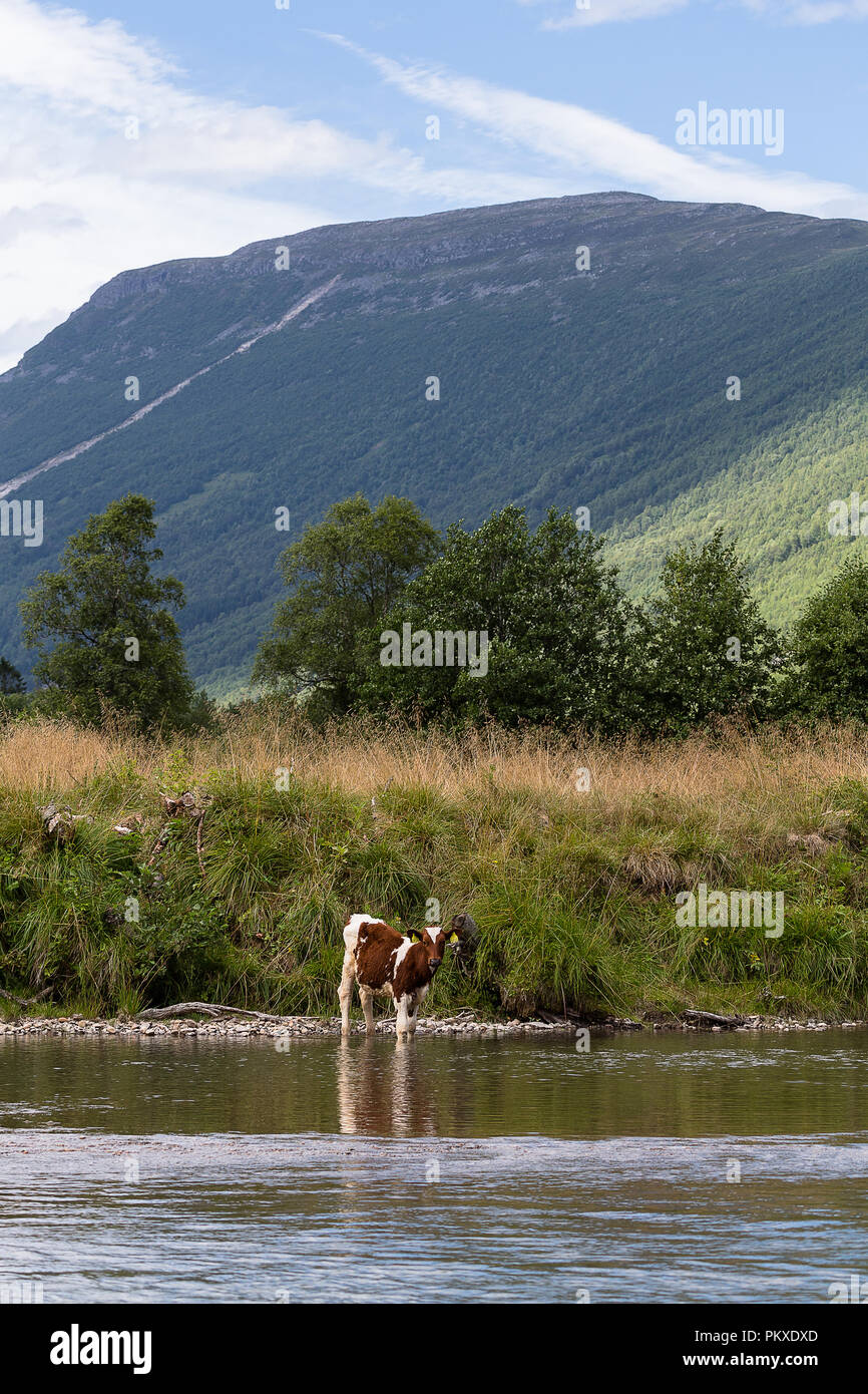 cow near a river in norwegian mountainrange Stock Photo