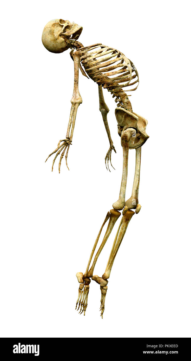 3D rendering of a human skeleton isolated on white background Stock ...