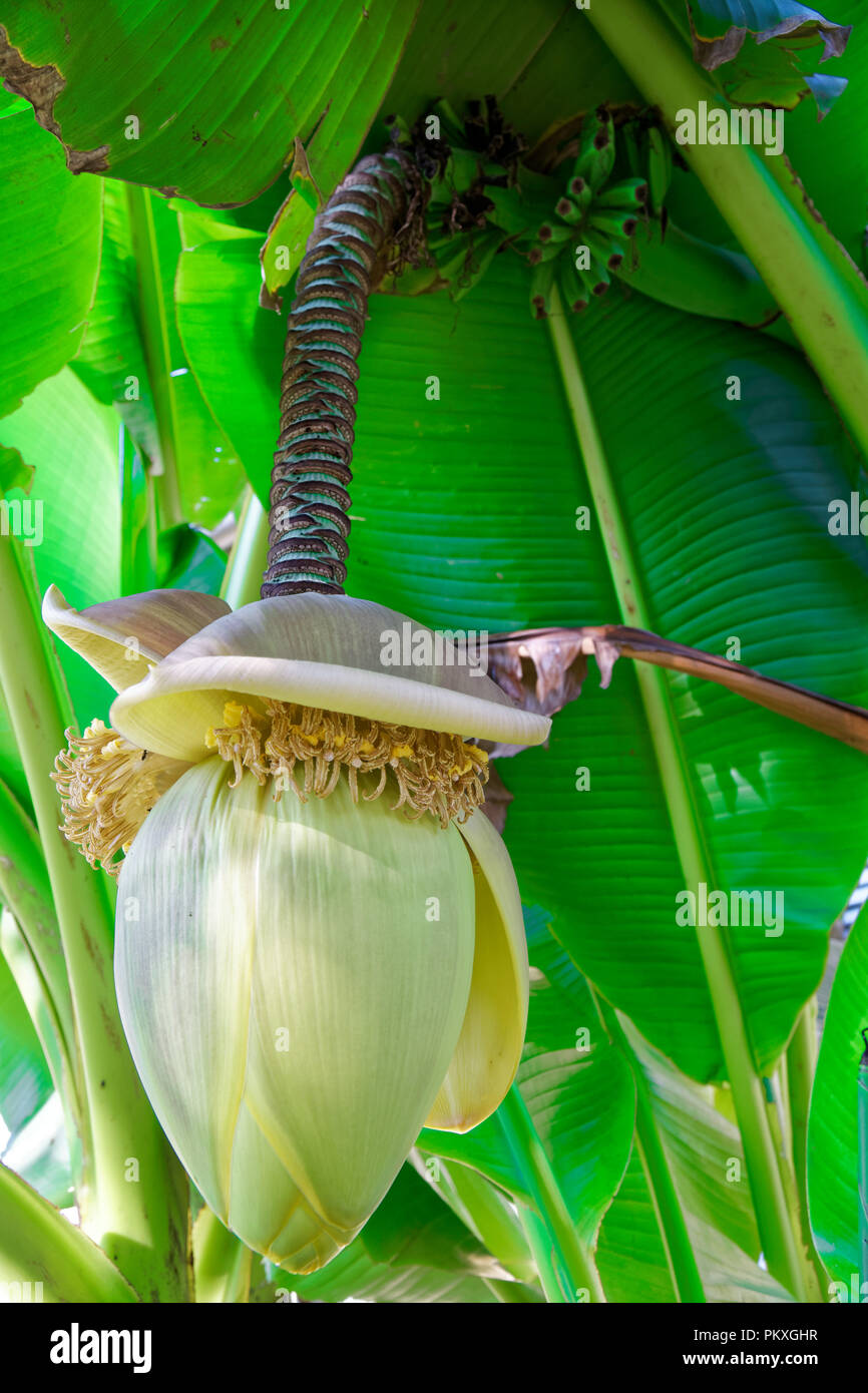 Banana flower hires stock photography and images Alamy