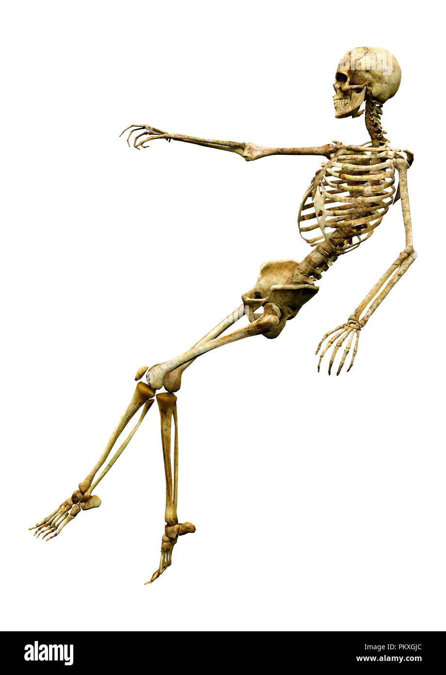 3D rendering of a human skeleton isolated on white background Stock ...
