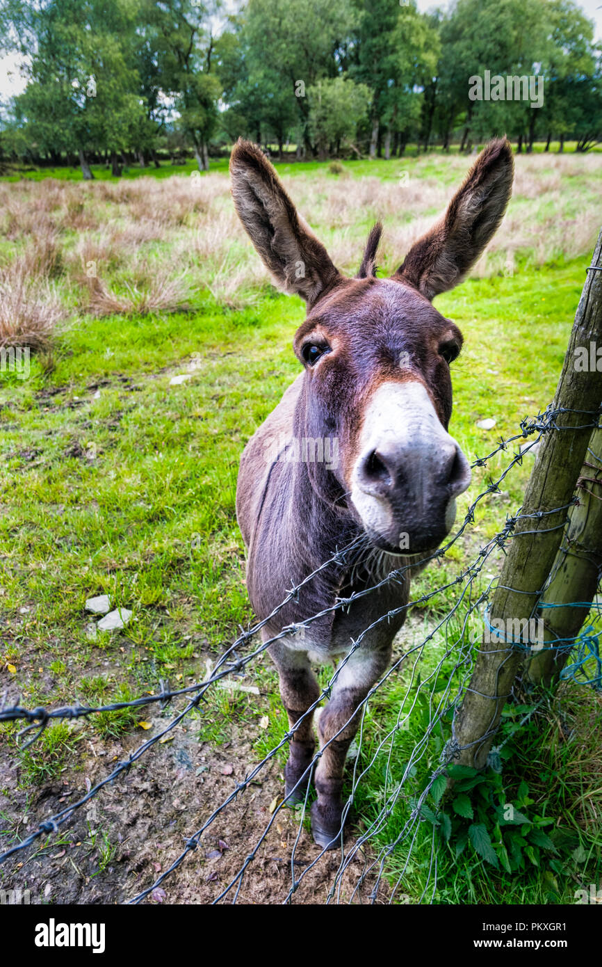 This is a close up picture of a donkey in a field in Ireland Stock