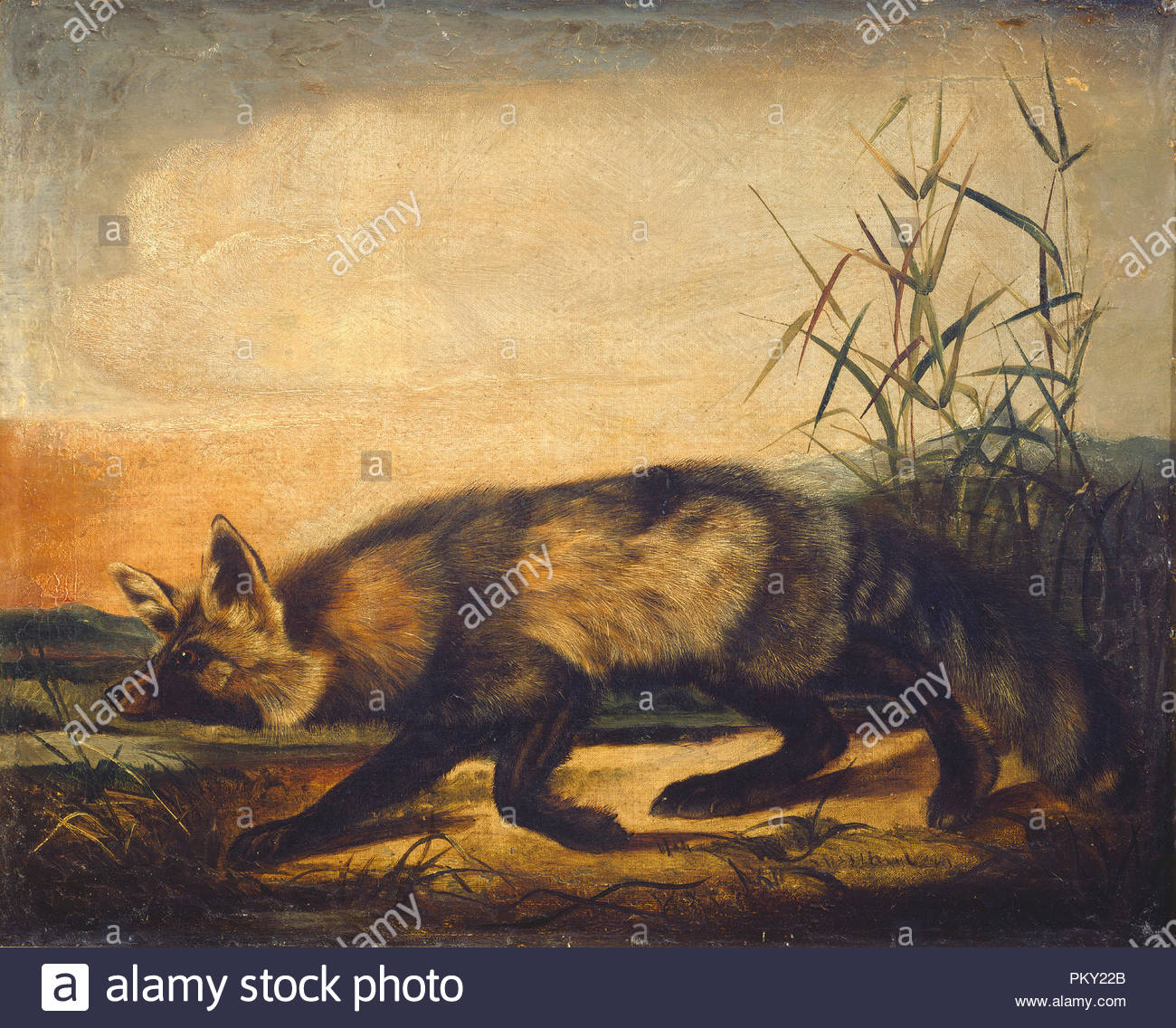 Long Tailed Red Fox Dated 1848 1854 Dimensions Overall 56 1 5 16 In Framed 62 5 13 5 8 Long Tailed Red Fox Dated 1848 1854 Dimensions Overall 56 1 5 16 In Framed 62 5 13 5 8